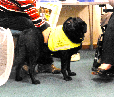 wa_dogs4disabled2